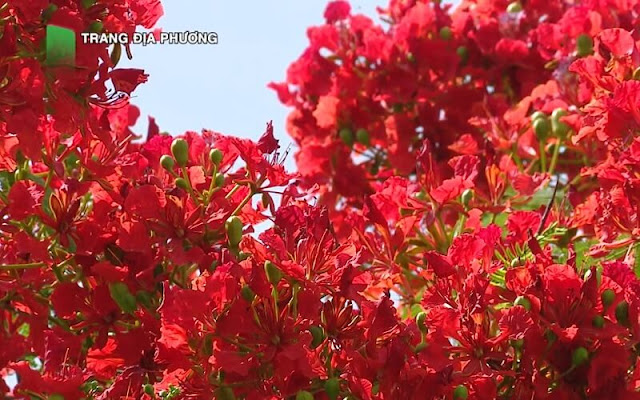 Cây hoa phượng đỏ tại Sa Đéc