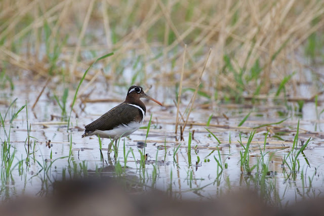 Greater Painted Snipe (भेंडलावा) - Rostratula benghalensis