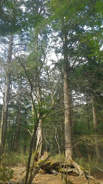 奥白髪山 八反奈路のヒノキ達