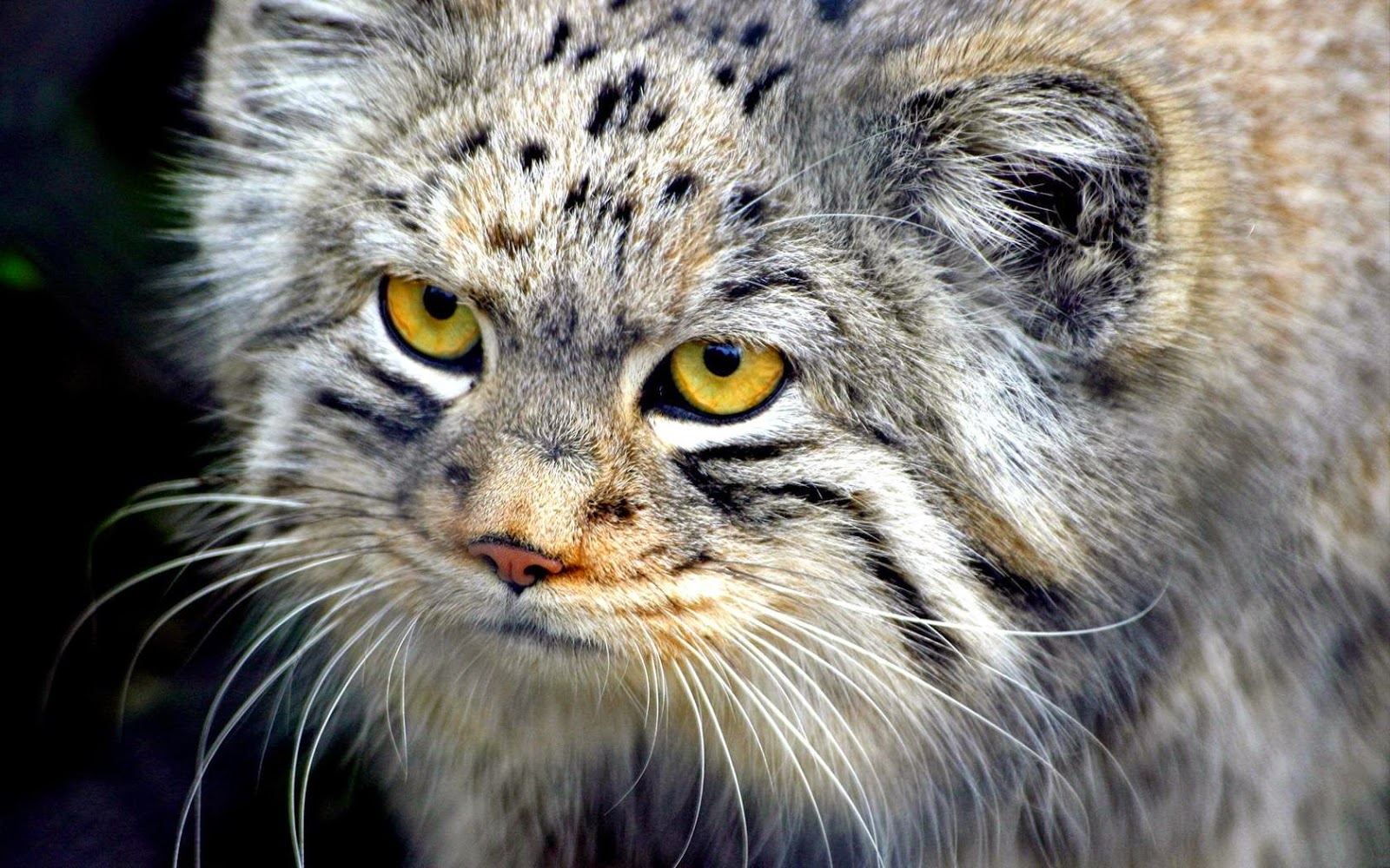 Kucing Paling Langka Di Dunia LUBANG LANGIT