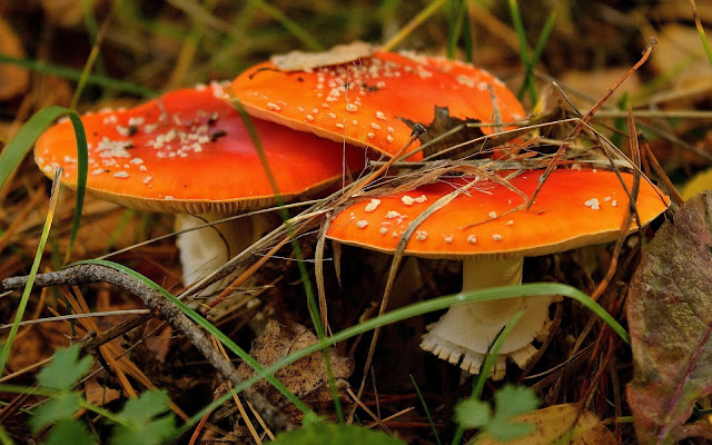 Hermosas Imágenes de Setas Hongos con Forma de Sombrero