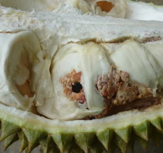 Penggerek biji durian