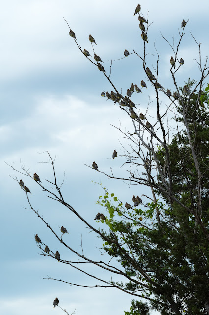 Cedar Waxwings, Union Hill Road