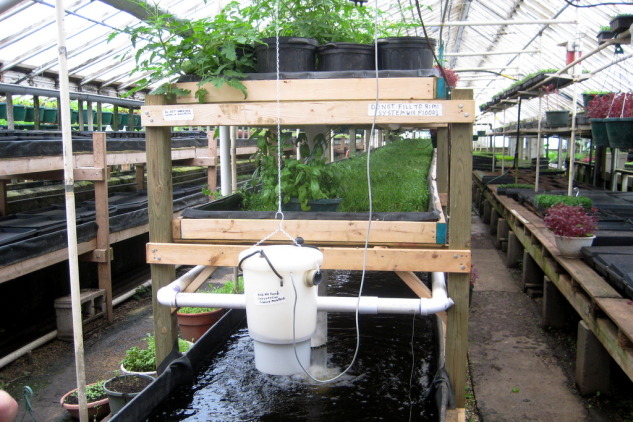 AQUAPONIC - Solusi penanganan limbah bagi pembudidaya lele ...