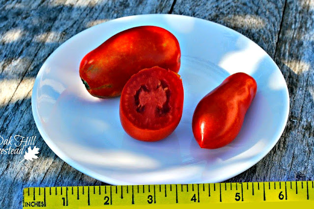 A dish of plum tomatoes with a ruler