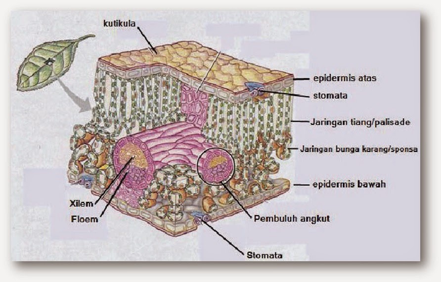 Struktur dan Fungsi Jaringan Pada Organ Daun  Hauma Genst