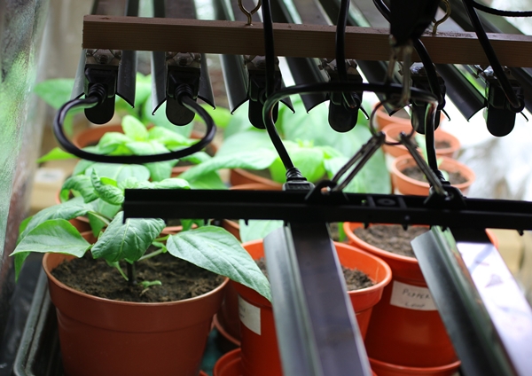 Hydroponic Growing, Hydroponic, Lifestyle
