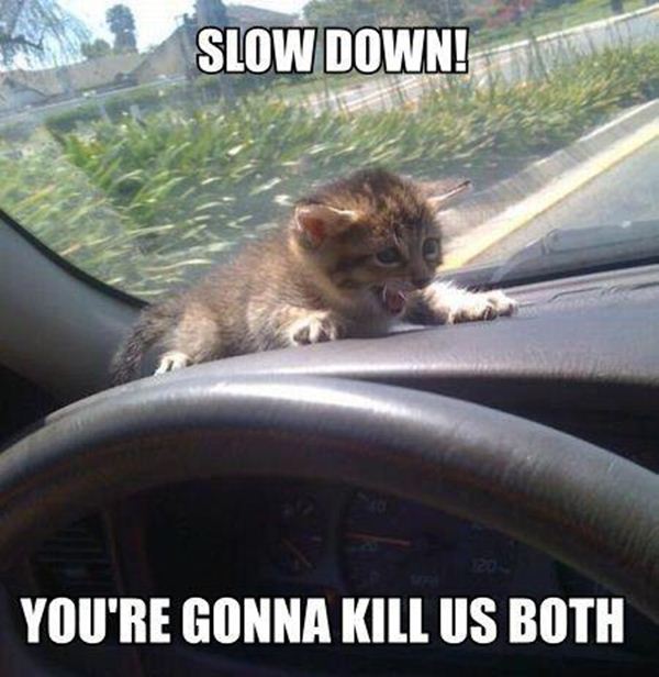 Funny animal pictures with captions, animal caption pictures, funny caption pictures, animal memes