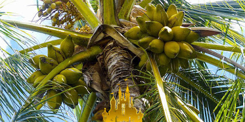 Agen WWBET  -  Demi Sesuap Nasi Paijo Terjatuh Dari Pohon Kelapa Setinggi 15 Meter