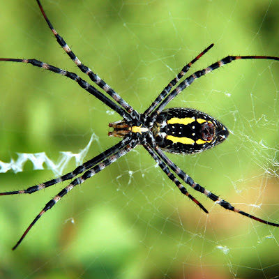 gambar laba-laba, spider wallpaper