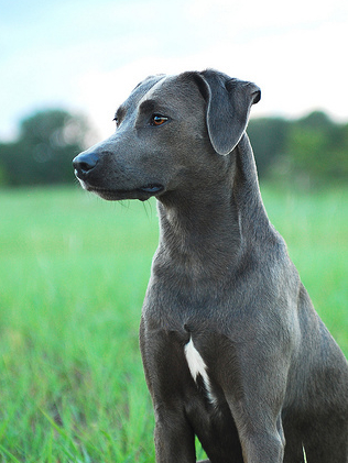 Berger Picard Puppies For Sale3