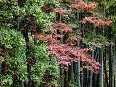 Autumnal tints: Engaku-ji