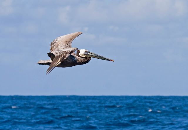 Brown Pelican