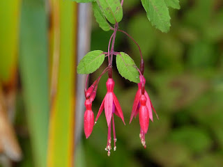 Fuchsia de Magellan - Fuchsia magellanica 