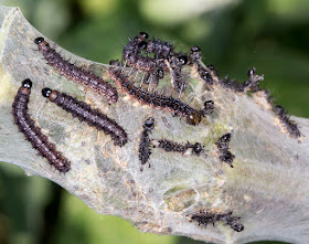 Peacock larvae, Aglais io, on Common Nettle, Urtica dioica.  Hayes Street Farm, 18 June 2015.