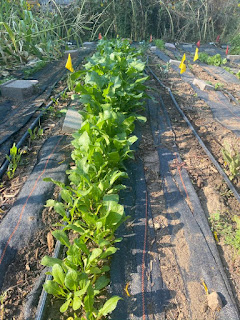 Watermelon Radishes