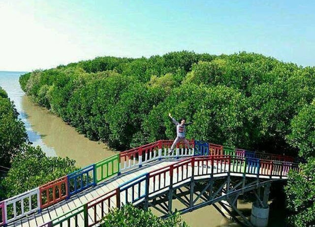 Harga Tiket Masuk Hutan Mangrove Pandansari Brebes Terbaru