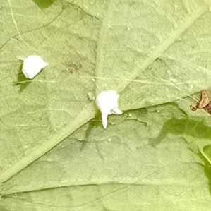 The 'Sputnik spider' (Paidiscura pallens) so-called because of the spiky shape of its eggsac which is attached to the underside of an oak leaf