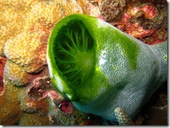 IMG_0475_thumb