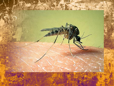 Bioterrorism: Israel is now using mosquitoes as a vector for bioweapons. This is far more dangerous than any nucelar weapon and can kill entire populations on a continent