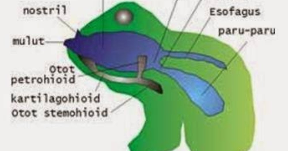 Sistem Pernapasan  respirasi pada Amfibi  Katak