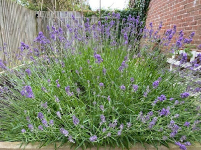 Large lavender bush in vegetable patch with bees