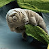 دب الماء Water Bear مني تتشرب كاس ديال الما عرف انه داز لكرشك بلا متعيق