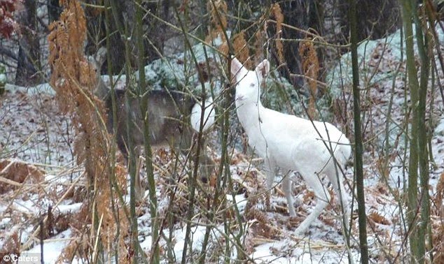 rare albino fawn picture - Anak rusa putih