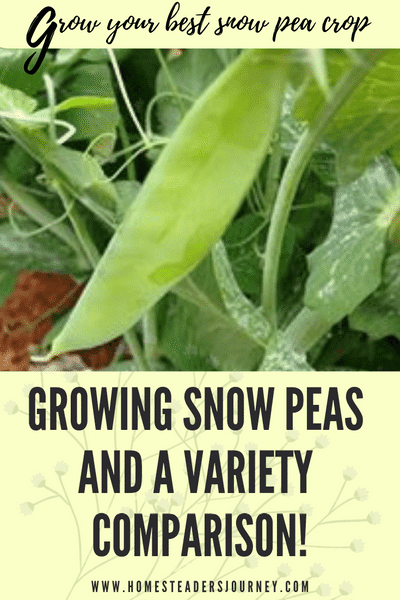 Growing snow peas and comparing snow pea varieties 