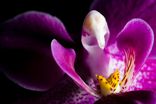 10 Gambar  Bunga  Anggrek  Ungu  Gambar  Top 10
