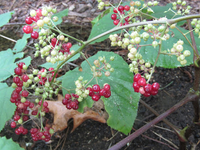 Spikenard berries