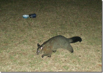 21 possum