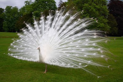 White peacock wallpaper 