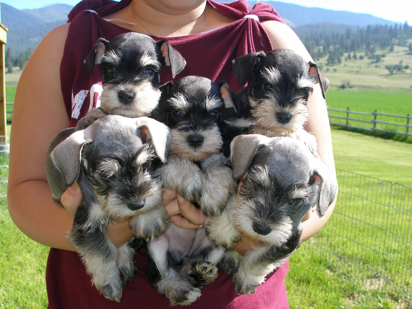 Cute Dogs: Miniature Schnauzer Puppies