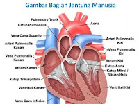 Contoh Soal Dan Jawaban Peredaran Darah Pada Manusia