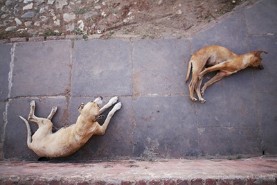 Perro story 017