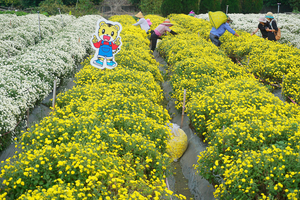 苗栗銅鑼杭菊11月雪，邱家古厝拍杭菊火車，菊祥如芋杭菊芋頭節