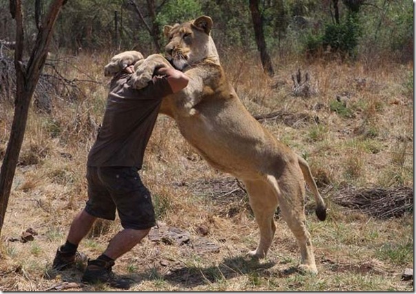 Kevin Richardson, O encantador de leões (7)