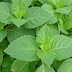 Find Out The Use Of Mint as a Natural Medicine.