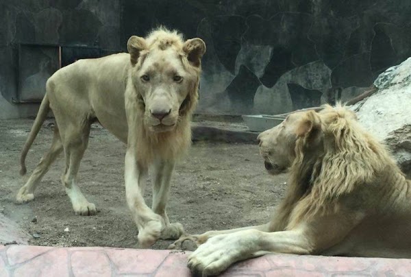  FOTOS: Deplorable la situación en la que viven los animales del Zoológico de Carmen.