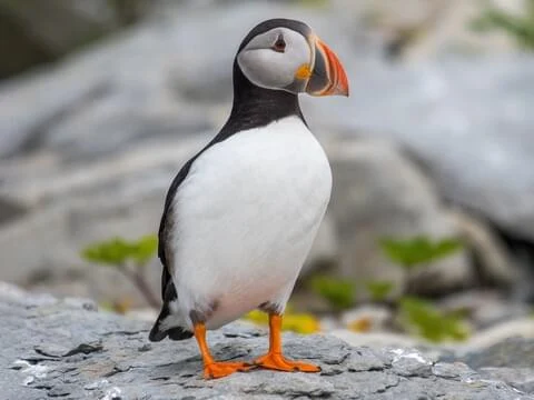 Atlantic Puffin - The most beautiful bird pictures - The most beautiful bird pictures - NeotericIT.com