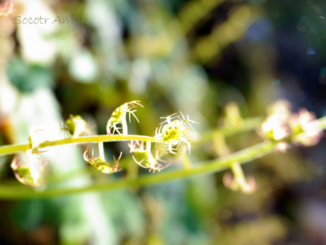 Mitella pauciflora