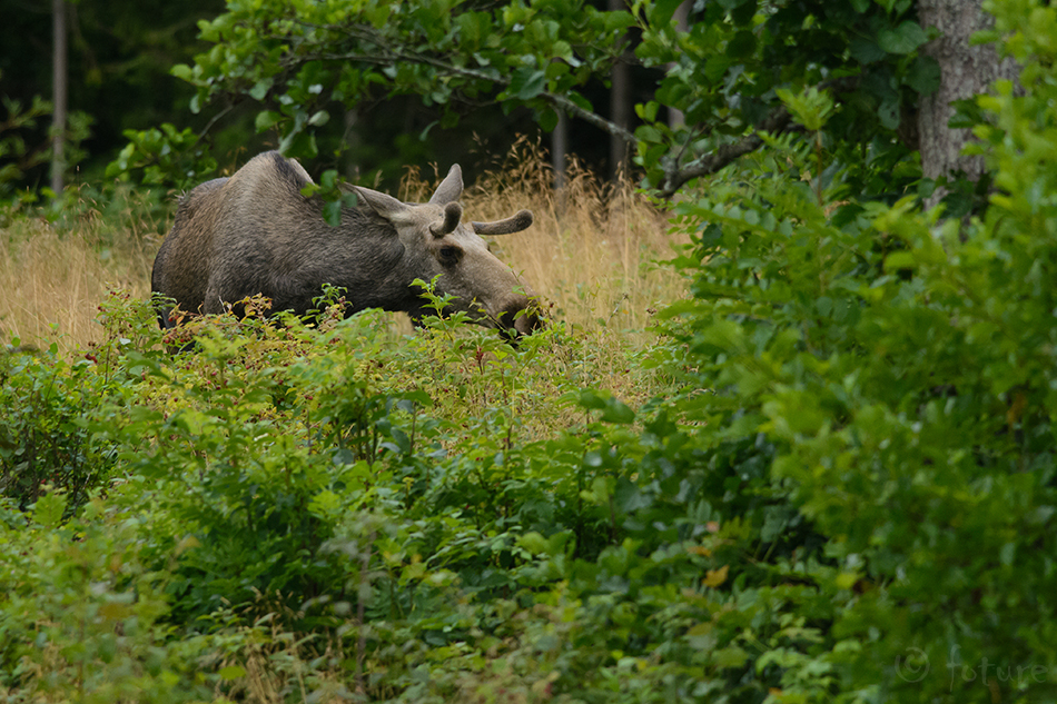 Euroopa põder, Alces alces, Eurasian Elk, moose