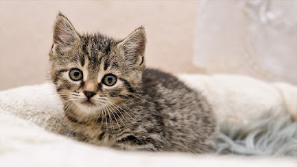 Cuidados básicos para un gato pequeño