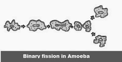 Binary fission in Amoeba | Chapter 8 : How do Organisms Reproduce? | CBSE Class 10th Science