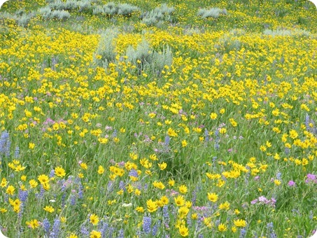 Lamar Valley Wildflowers