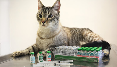 Vaksin Pada Kucing Kesayangan
