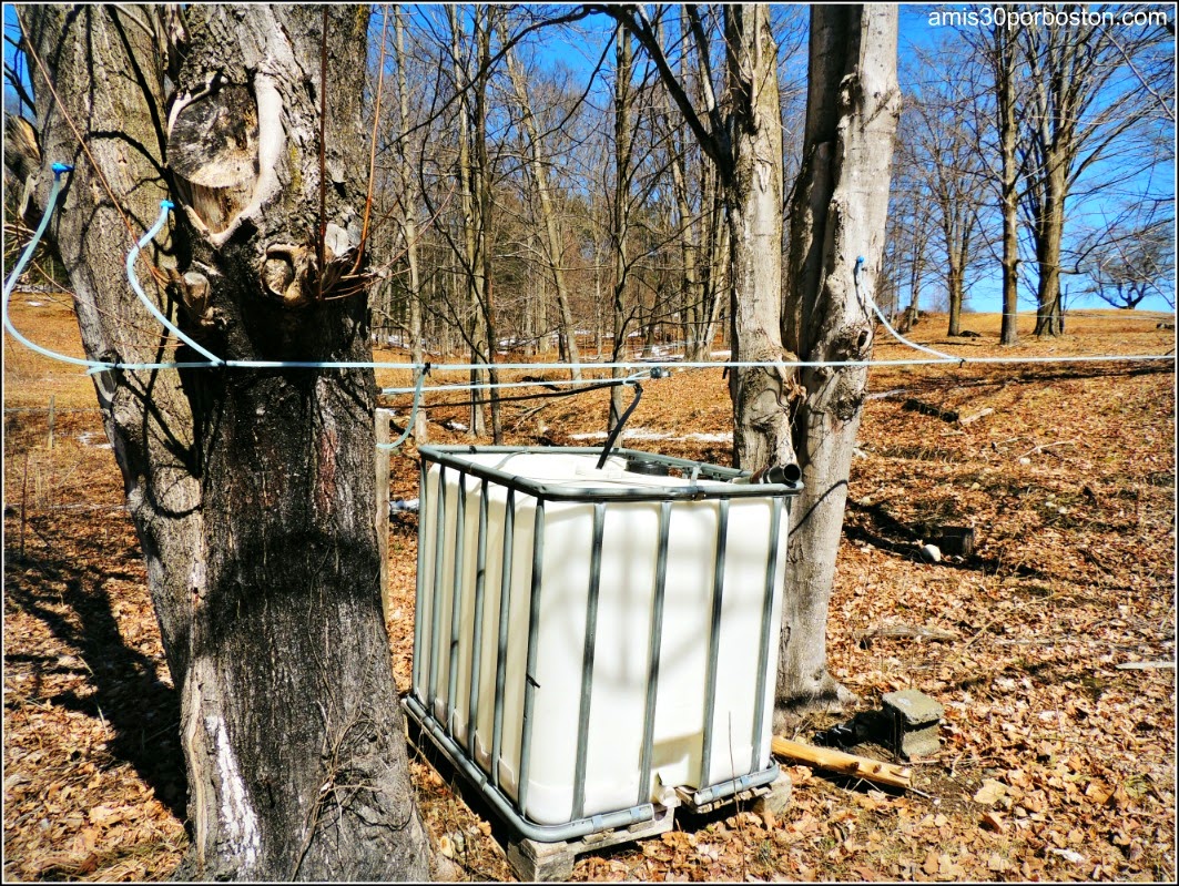 Maple Sugar Season en Massachusetts: Gould´s Sugar-House