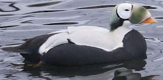 Eider de anteojos Somateria fischeri