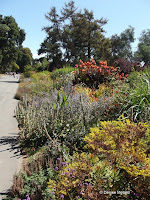 Perennial borders - Christchurch Botanic Gardens, New Zealand